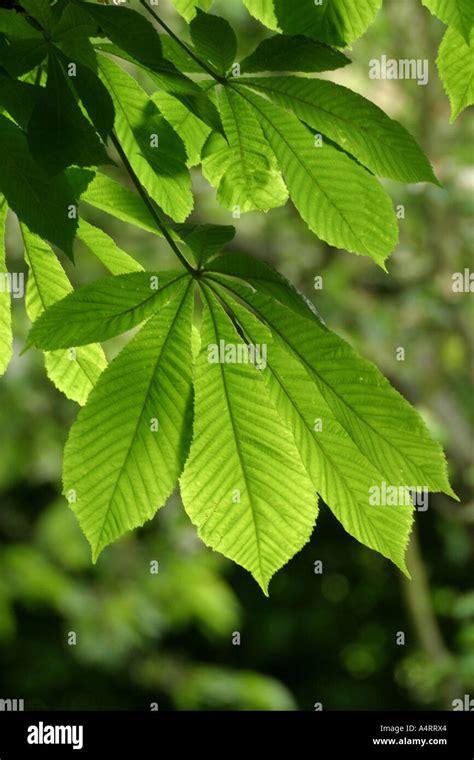 horse chestnut tree leaves Stock Photo - Alamy