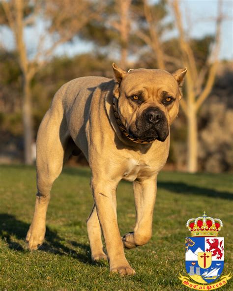 Taz – Fawn Perro de Presa Canario – SoCalPresa – Presa Canario Breeder