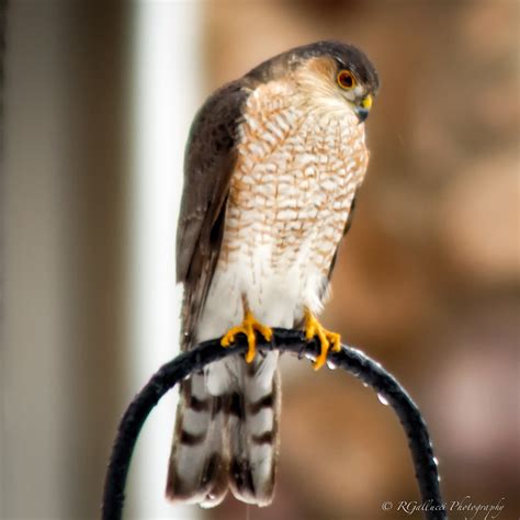 Sharp-shinned Hawk, Somerset County, NJ, Feb. 2015 | mocosocoBirds