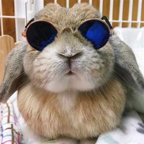 Bunnies Wearing Sunglasses 17 Pics