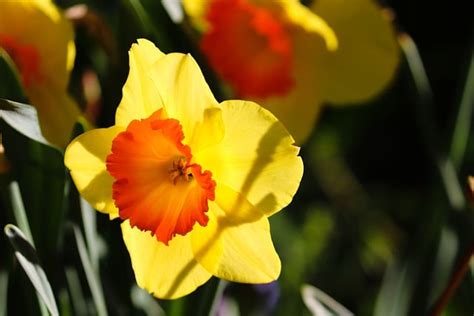 Daffodil Yellow Easter Bell Free Photo On Pixabay Pixabay