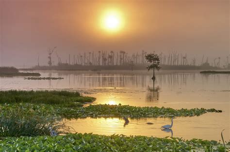 Protecting Our Wetlands • Florida Wildlife Federation