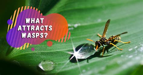 What Attracts Wasps Pest Survival Guide