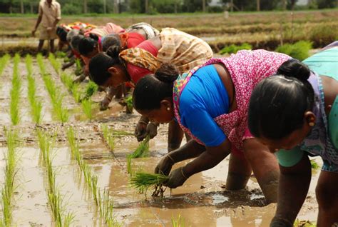 Increased Kharif Crop Sowing this year