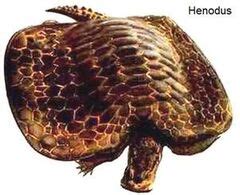 Henodus | Dinopedia | Fandom