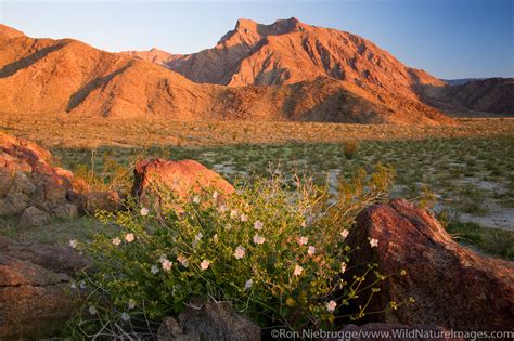 Sunrise Anza Borrego Desert State Park California Photos By Ron