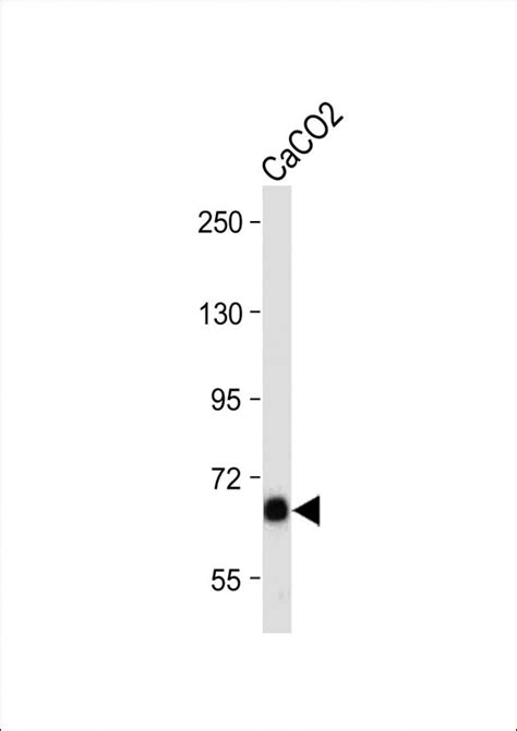 LAMP3 Antibody N Term Affinity Purified Rabbit Polyclonal Antibody