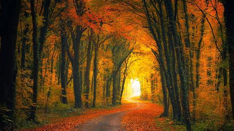 Fallen Leaves On Road Between Orange Yellow Autum Fall Trees Nature Hd