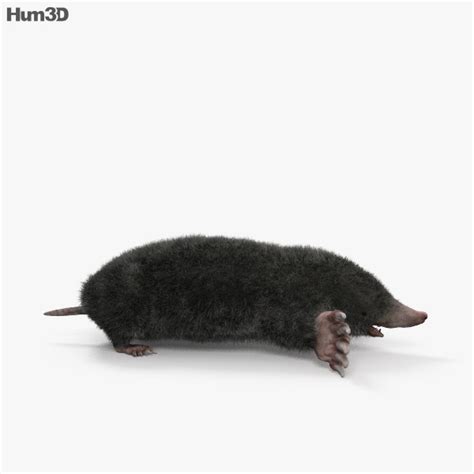 Eastern Mole HD 3D model - Animals on Hum3D