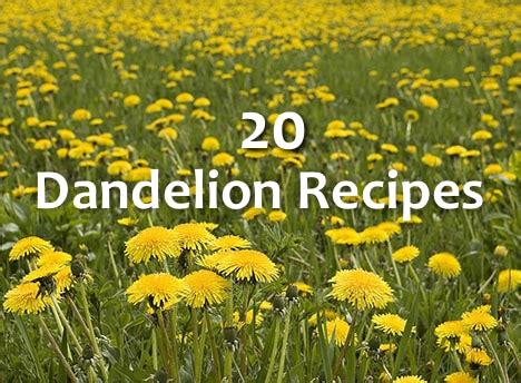 20 Amazing Dandelion Recipes - Homestead & Survival