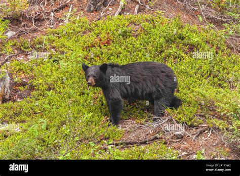 American Black Bear Ursus Americanus Banff National Park Alberta