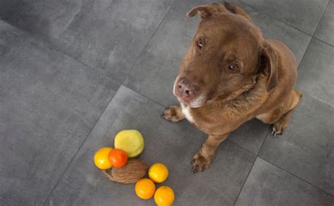 Las Frutas Y Verduras Que Tu Perro Puede Comer Sin Problemas