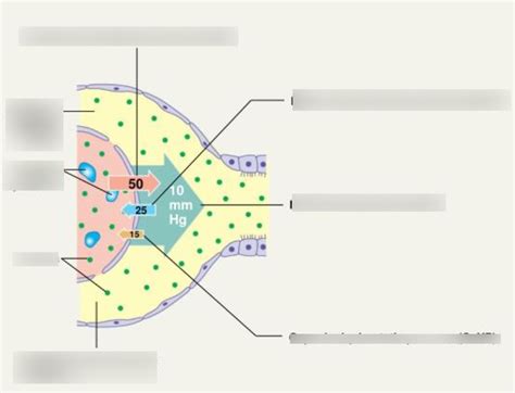 Figure 26-10 B Diagram | Quizlet 