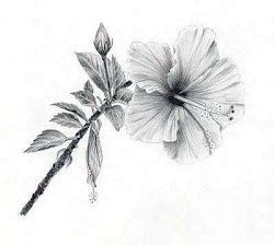 Hibiscus Pencil Drawing At Paintingvalley Explore Collection Of