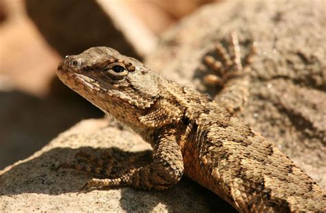 Species Profile Sceloporus Undulatus Eastern Fence Lizard Bella