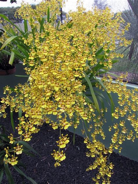 Como Plantar E Cuidar Da Orqu Dea Chuva De Ouro Oncidium