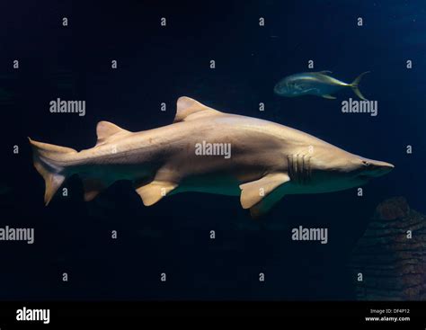 Shark, L´Oceanografic, Valencia, Spain Stock Photo - Alamy