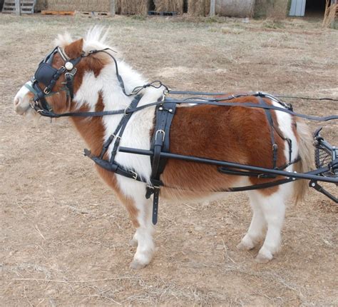 Heavy Duty Leather Mini Horse Harness | Frontier Equestrian|Draft Horse ...