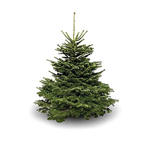 Nordmann Fir Premium Cut Real Christmas Tree