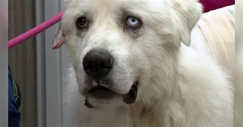 Cão pastor heroico luta 11 coiotes para salvar seu rebanho de ovelhas