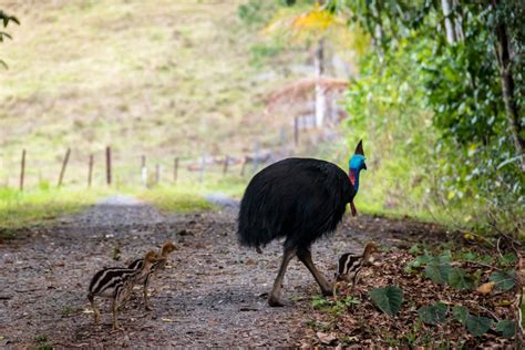 Emu Vs Cassowary Who Would Win Australian Geographic