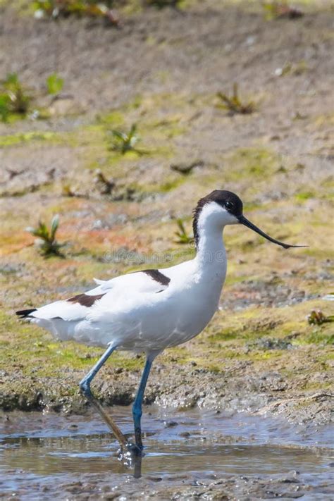 P Jaro Blanco Y Negro Del Ave Zancuda Del Avocet Del Avosetta De Varios