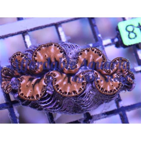 Maxima Clam: Gold | Affordable Aquaria