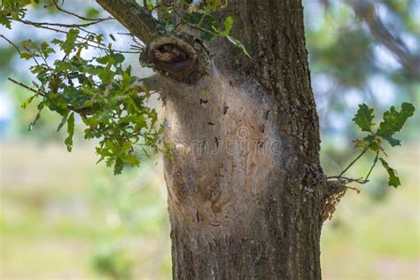 Oak Processionary Caterpillars Thaumetopoea Processionea Nest In A Tree