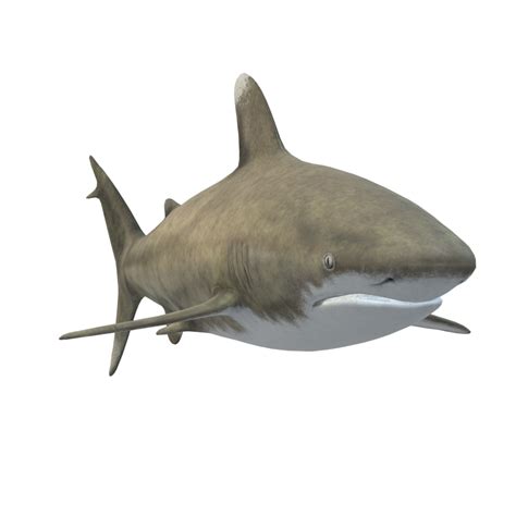 Swimming Shark Illustration 27257738 Png