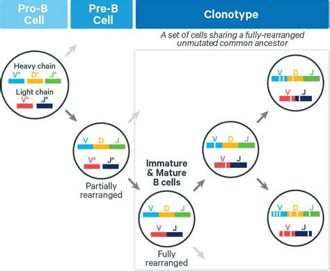 V D J Clonotyping Official 10x Genomics Support