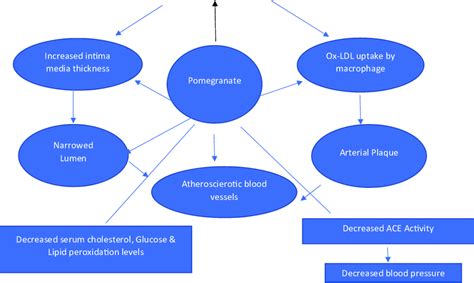 Mechanism Depicting The Cardioprotective Effect Of Polyphenols Of