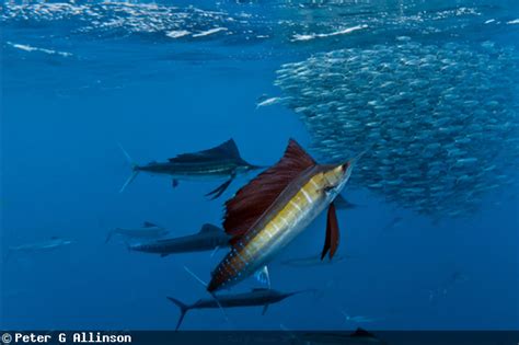 Behind The Shot Stunning Sailfish