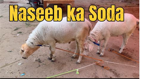 Naseeb Ka Soda Mandi Vlog Mandi Update 2023 YouTube