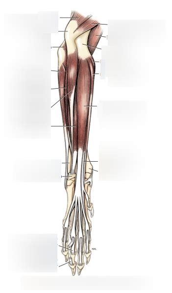 Muscles Of Antebrachium Caudal View Diagram Quizlet