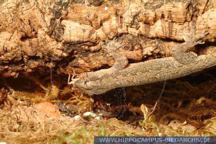 Hemidactylus Frenatus Alias Common House Gecko Hippocampus Bildarchiv