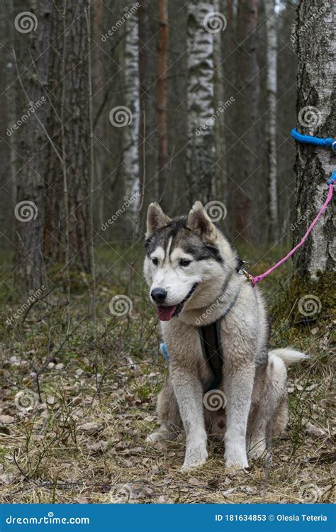 Furry husky dog on a walk stock image. Image of action - 181634853