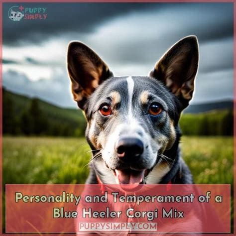 Blue Heeler Corgi Mix: Traits, Training, and Health