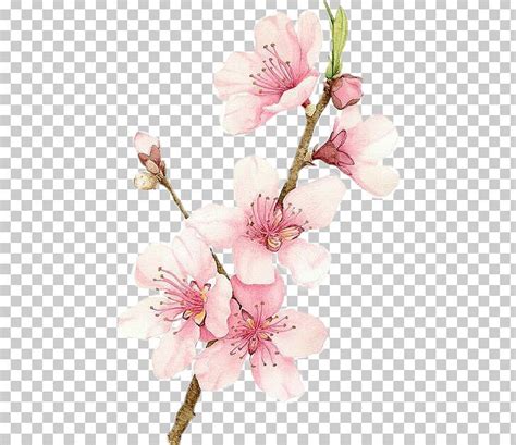 Cherry Blossom Watercolor Painting Drawing Png Clipart Art Blossom