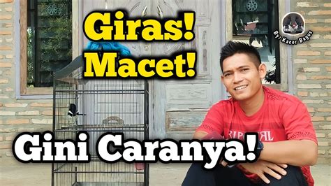 Tahap Awal Merawat Burung Giras Macet Bunyi Rawatan Kacer Giras