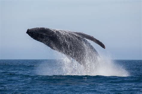 Whale Watching on Pride of Maui | Maui Hawaii