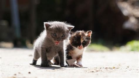 Save Me Rescue Street Kittens Protected Baby Kittens Of Abandoned