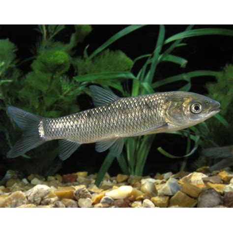 Grass Carp 3 4 Universal Aquatics Tropical And Pond Fish