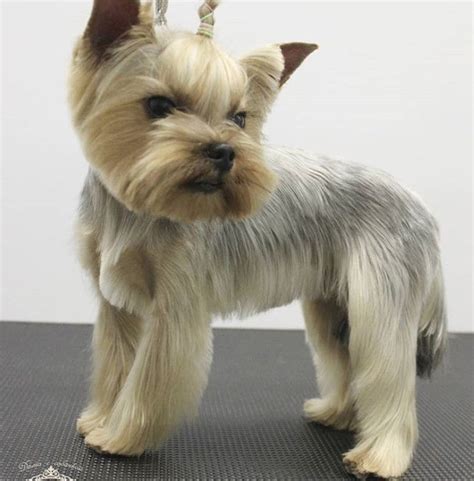 59 Best Yorkie Haircuts For Males And Females Yorkie Haircuts Yorkie