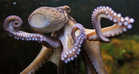 10 of the Best Octopus Books: Meet Our Weird, Watery Friends