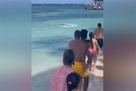 Attenzione c è uno squalo bagnanti terrorizzati in fuga il video