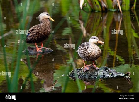 Mottled Ducks Green Cay Wetlands Boynton Beach Florida Usa Stock