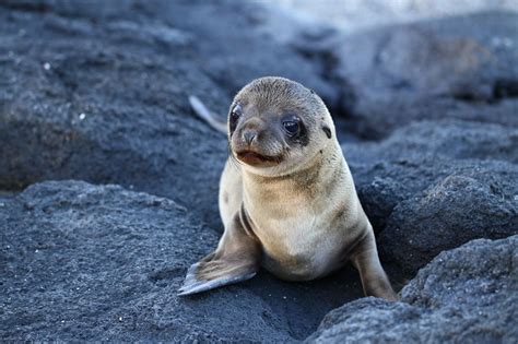 Galapagos Islands Animals List, Facts, and Pictures