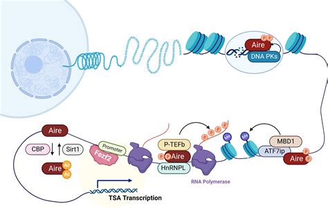 Frontiers Aire And Fezf Two Regulators In Medullary Thymic