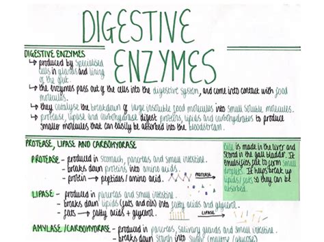 Digestive Enzymes Organisation Revision Poster Aqa Gcse Biology