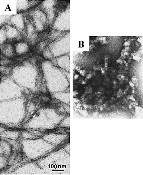 Figure 1 1 From Identification And Characterization Of Phenotypically